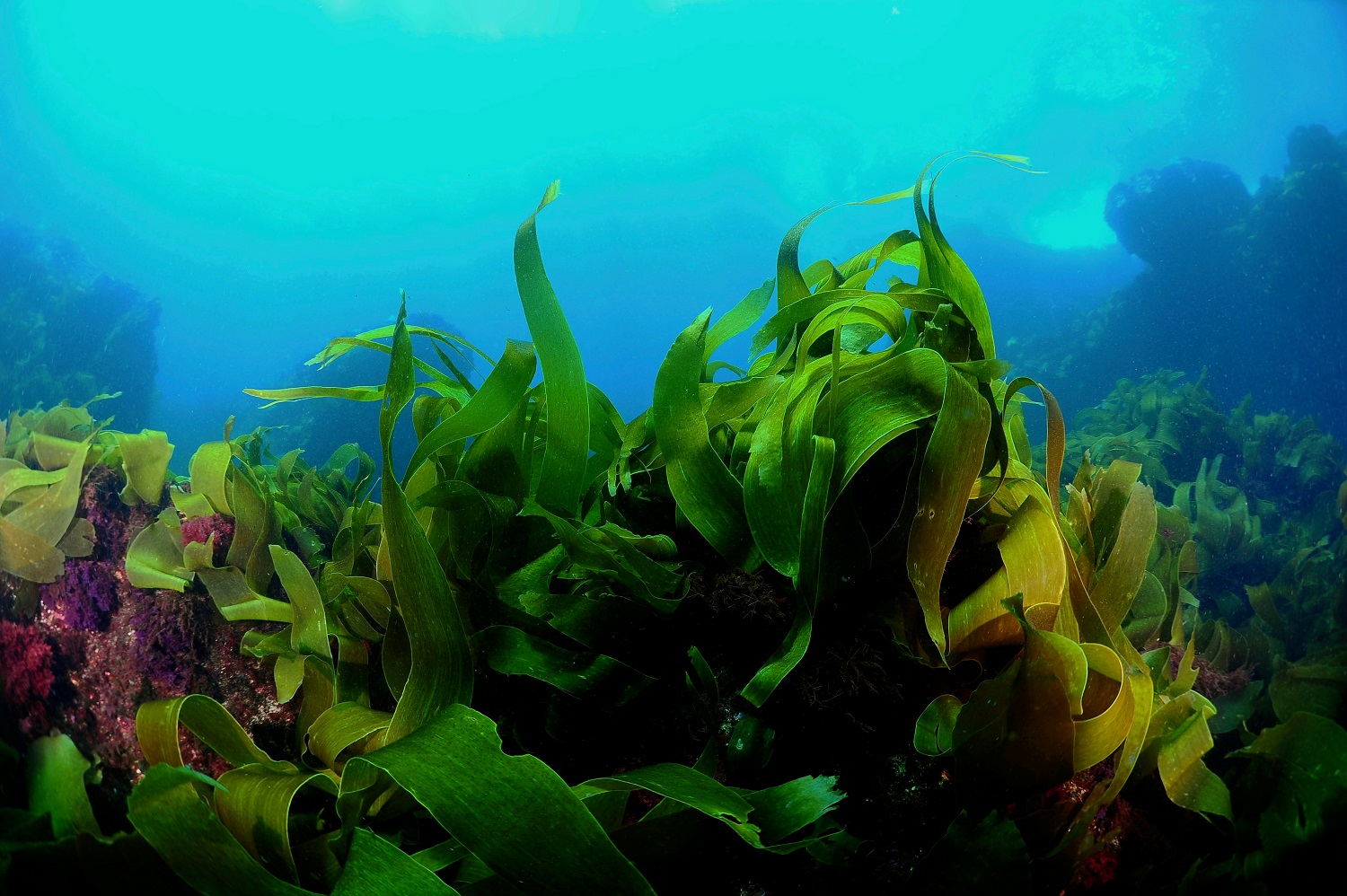 Kelp