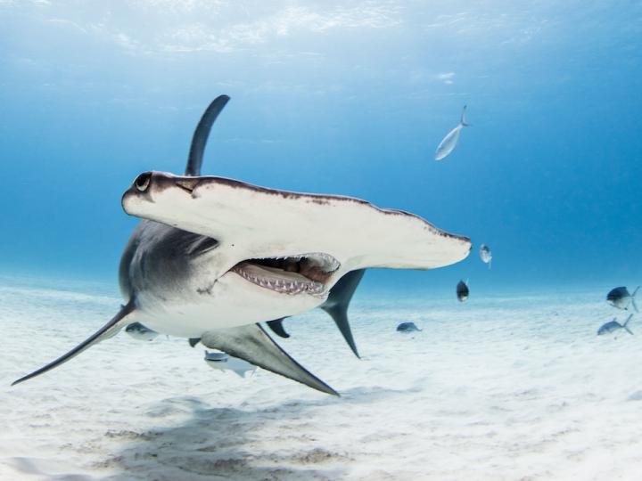 PADI Dive Guides