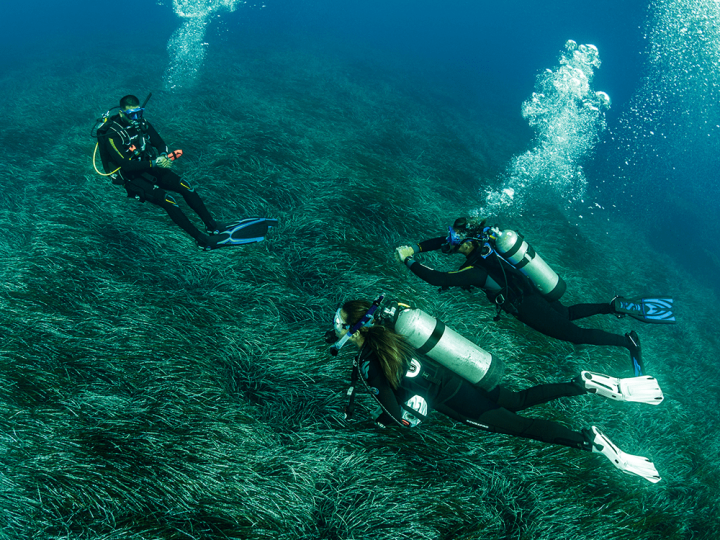 Divers surveying the ocean.