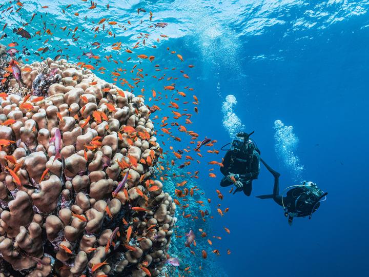 A couple of divers swimming through a school of fish.