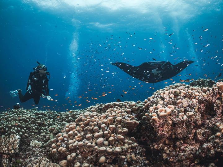 A diver with a ray.