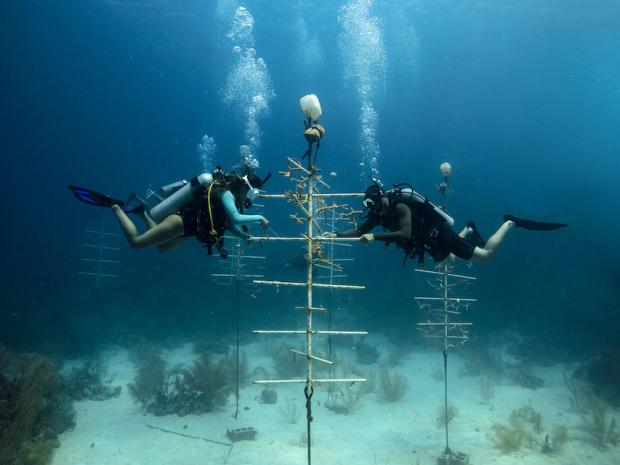 Save the Ocean